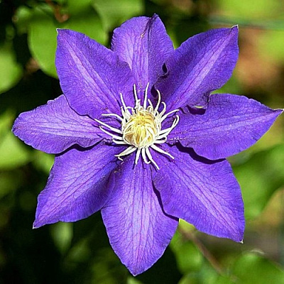 Клематис ЗЕ ПРЕЗИДЕНТ в Бресте