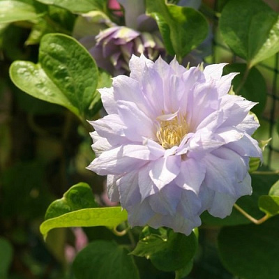 Клематис БЕЛЬ ОФ ВОРКИНГ в Бресте