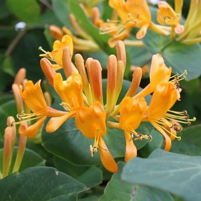 Жимолость ТЕЛЬМАНА в Бресте