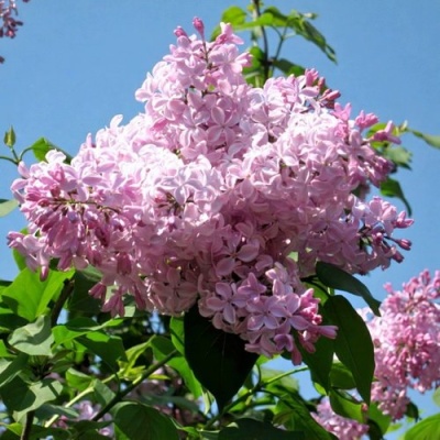 Сирень БУФФОН в Бресте