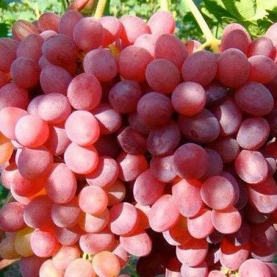 Виноград КИШМИШ КРАСНЫЙ в Бресте