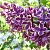 Сирень СЕНСАЦИЯ (привитая) в Бресте