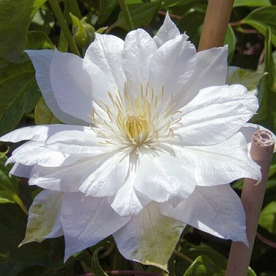 Клематис ДАЧЕСС ОФ ЭДИНБУРГ в Бресте