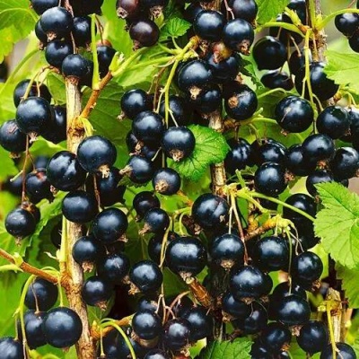 Смородина чёрная ИЗЮМНАЯ в Бресте