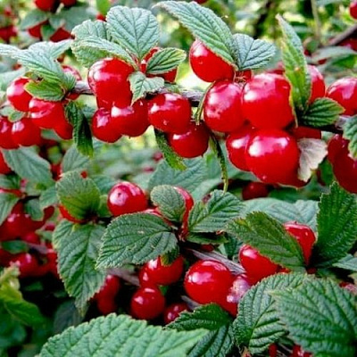 Вишня ВОСТОРГ войлочная в Бресте