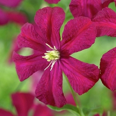 Клематис МАДАМ ДЖУЛИЯ КОРРЕВОН в Бресте