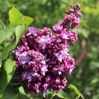 Сирень МАРШАЛ МАЛИНОВСКИЙ в Бресте