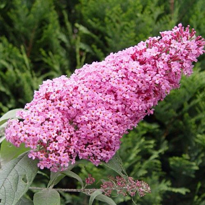 Буддлея давида ПИНК ДЕЛАЙТ в Бресте