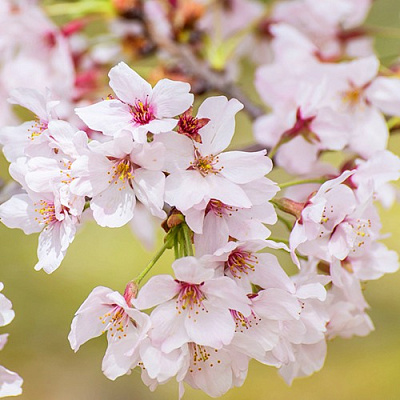 Сакура КОЙО НО МАЙ в Бресте