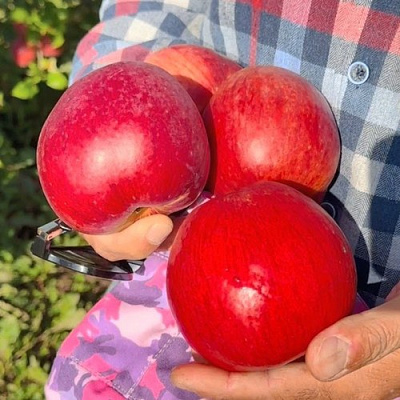 Яблоня ПАМЯТЬ СЮБАРОВОЙ в Бресте