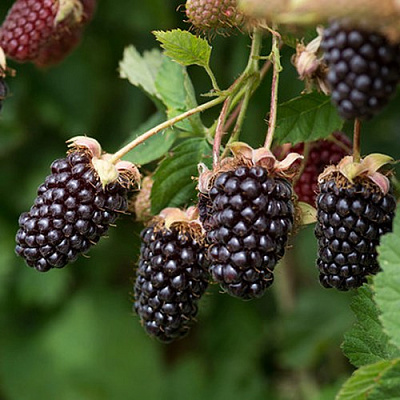 Ежемалина БОЙСЕНБЕРРИ в Бресте