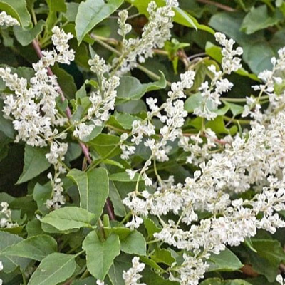 Фаллопия АУБЕРТА в Бресте