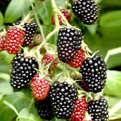 Ежемалина ДАРРОУ в Бресте