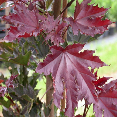 Клен КРИМСОН СЕНТРИ остролистный в Бресте