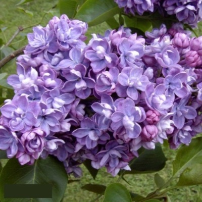 Сирень АМИ ШОТТ в Бресте