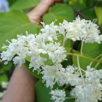 Сирень АМУРСКАЯ в Бресте