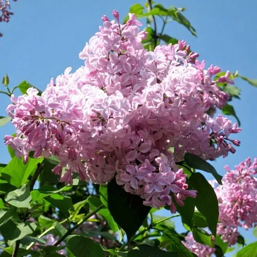 Сирень БУФФОН в Бресте