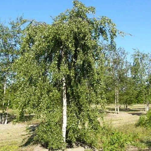 Береза ПОВИСЛАЯ в Бресте