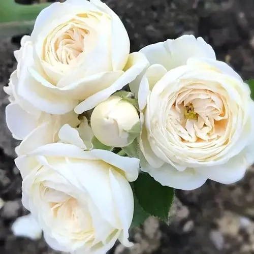 Роза АРТЕМИС шраб в Бресте