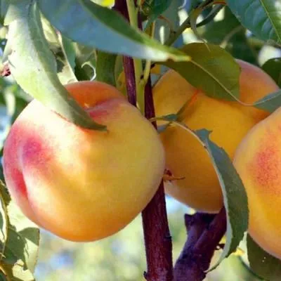 Колонновидные персики в Бресте