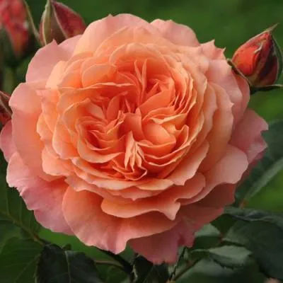 Роза шраб в Бресте